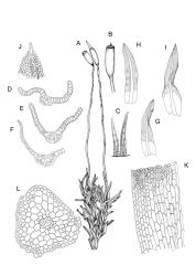 Bryoerythrophyllum. A–L: B. dubium. A, habit with capsules, moist. B, capsule with peristome. C, peristome detail. D–F, leaf cross sections. G–I, stem leaves. J, leaf apex, papillae omitted. K, lower laminal cells at transition to mid lamina, margin on left. L, stem cross-section. Drawn from G.O.K. Sainsbury 16291, WELT M016159.
 Image: R.D. Seppelt © R.D.Seppelt All rights reserved